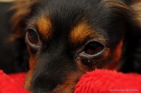 /album/animaux/a0020911-princesse-2011-jpg/